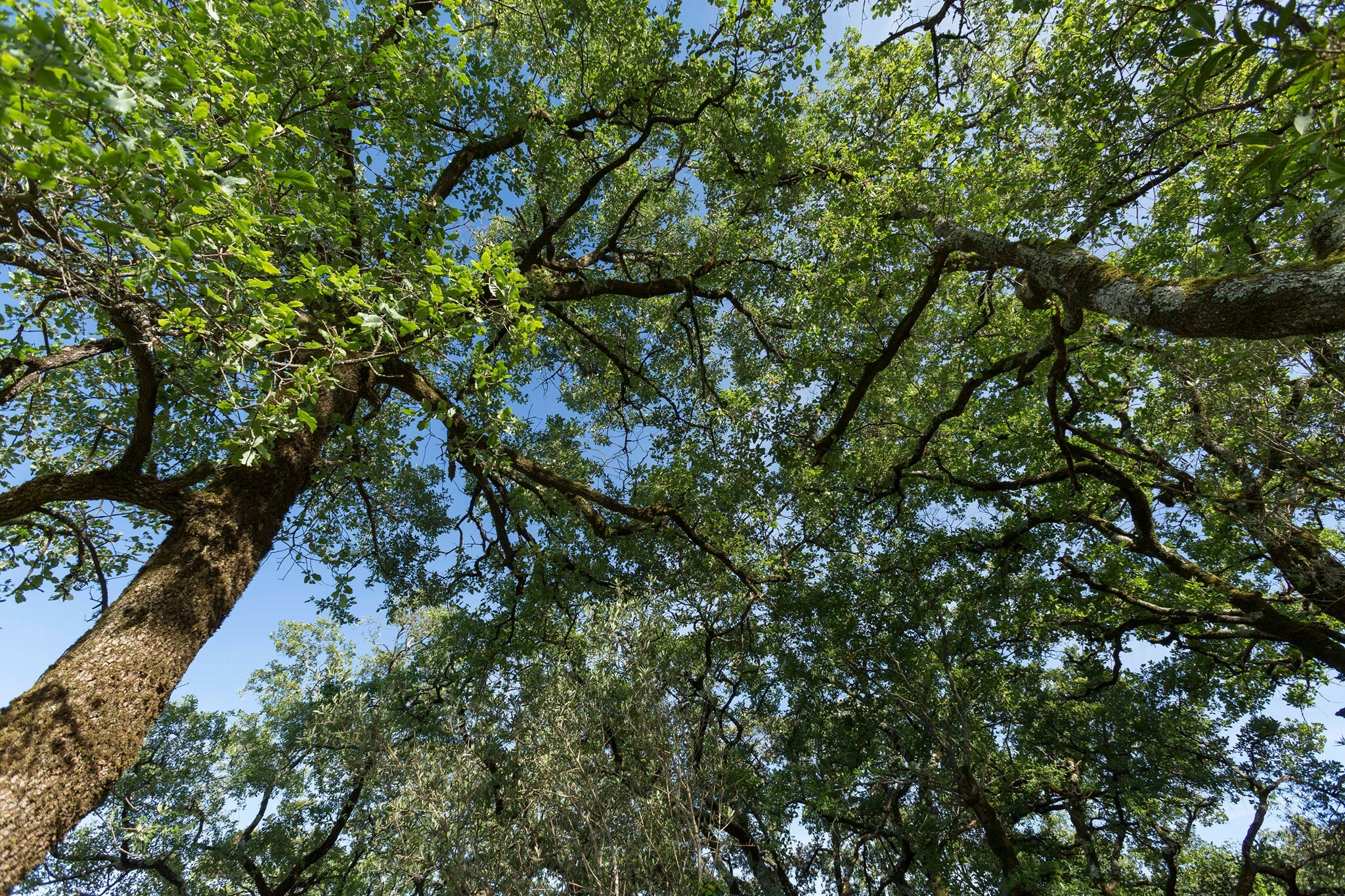 Programa “Floresta Ativa” - Programa Simplificado para Gestão da Floresta e Prevenção de Incêndios